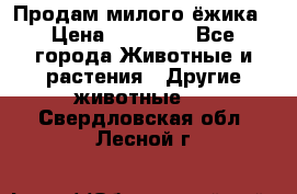 Продам милого ёжика › Цена ­ 10 000 - Все города Животные и растения » Другие животные   . Свердловская обл.,Лесной г.